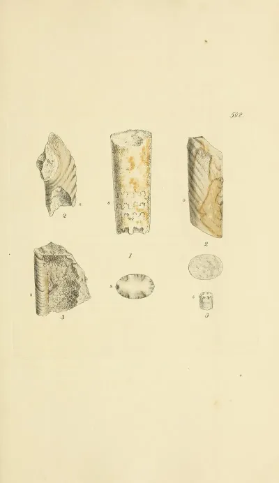 The Mineral Conchology Of Great Britain Pl 379