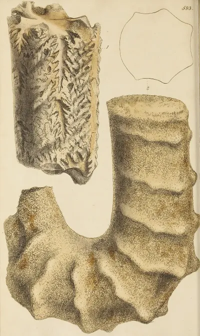 The Mineral Conchology Of Great Britain Pl 380