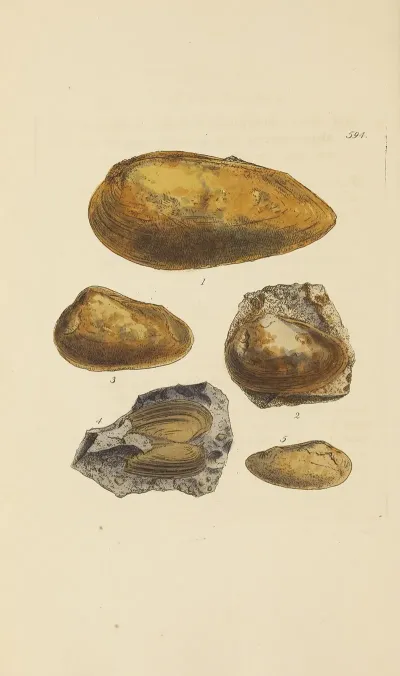 The Mineral Conchology Of Great Britain Pl 381