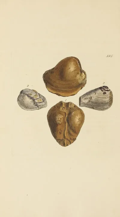 The Mineral Conchology Of Great Britain Pl 382
