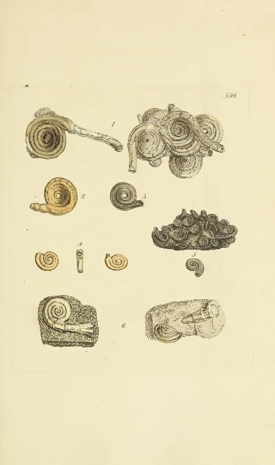 The Mineral Conchology Of Great Britain Pl 383