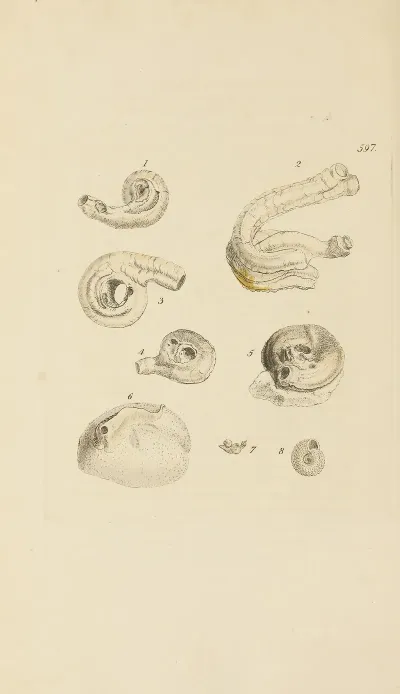 The Mineral Conchology Of Great Britain Pl 384