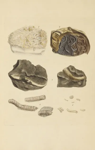 The Mineral Conchology Of Great Britain Pl 385
