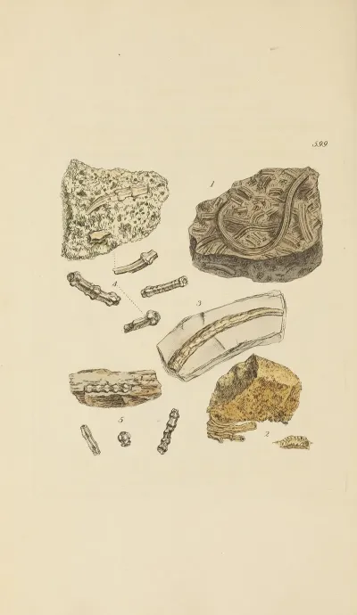 The Mineral Conchology Of Great Britain Pl 386