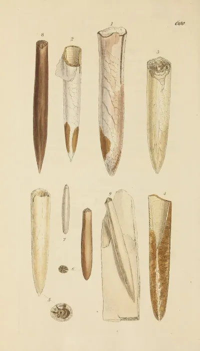 The Mineral Conchology Of Great Britain Pl 387