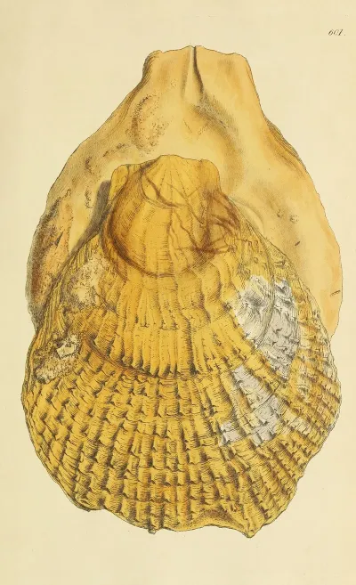 The Mineral Conchology Of Great Britain Pl 388
