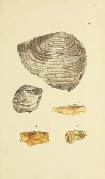 The Mineral Conchology Of Great Britain Pl 389