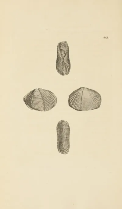 The Mineral Conchology Of Great Britain Pl 390