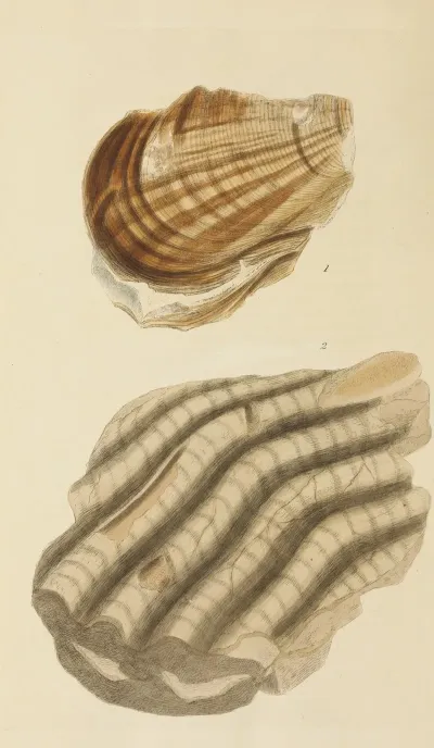 The Mineral Conchology Of Great Britain Pl 391
