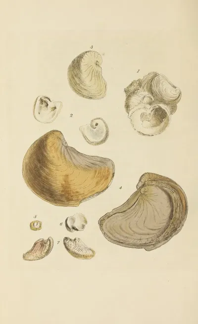 The Mineral Conchology Of Great Britain Pl 392