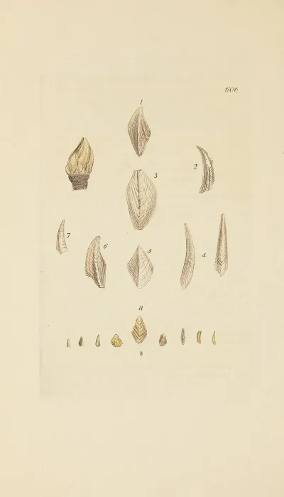 The Mineral Conchology Of Great Britain Pl 393