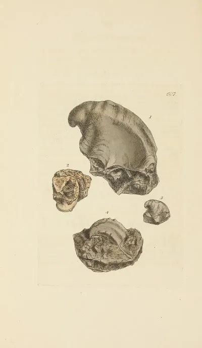 The Mineral Conchology Of Great Britain Pl 394