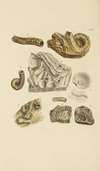 The Mineral Conchology Of Great Britain Pl 395