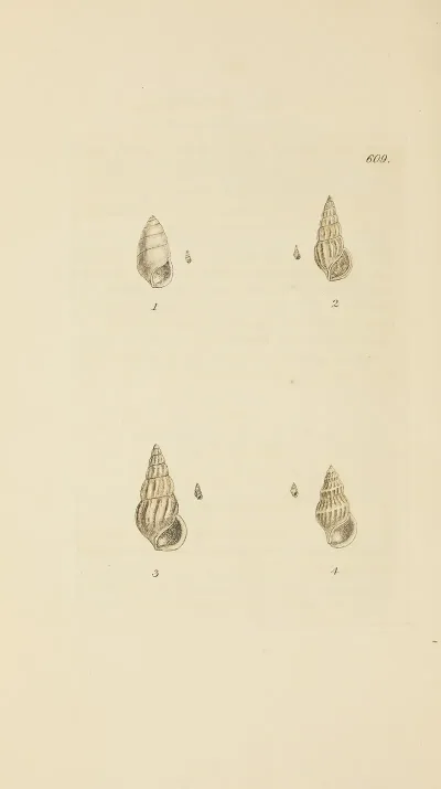 The Mineral Conchology Of Great Britain Pl 396