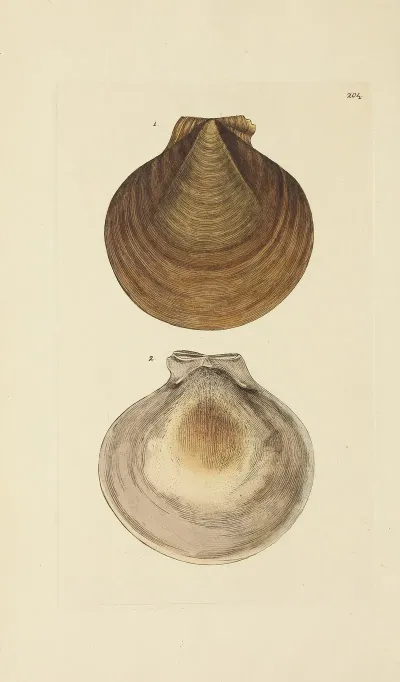 The Mineral Conchology Of Great Britain Pl 397