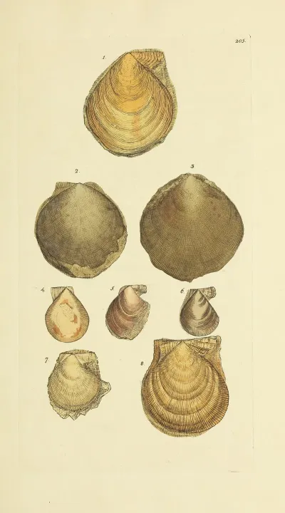 The Mineral Conchology Of Great Britain Pl 398