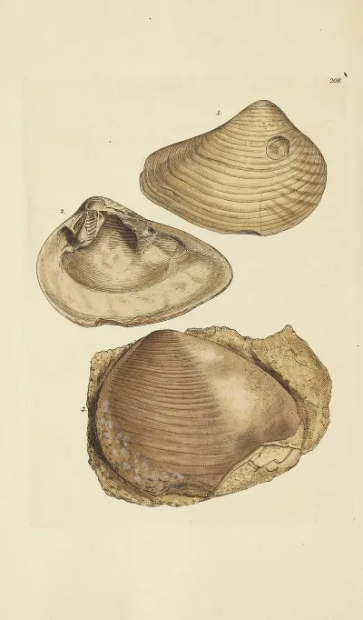 The Mineral Conchology Of Great Britain Pl 400