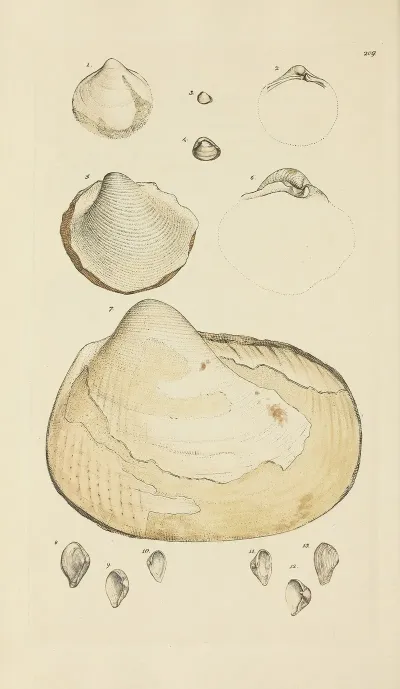 The Mineral Conchology Of Great Britain Pl 401