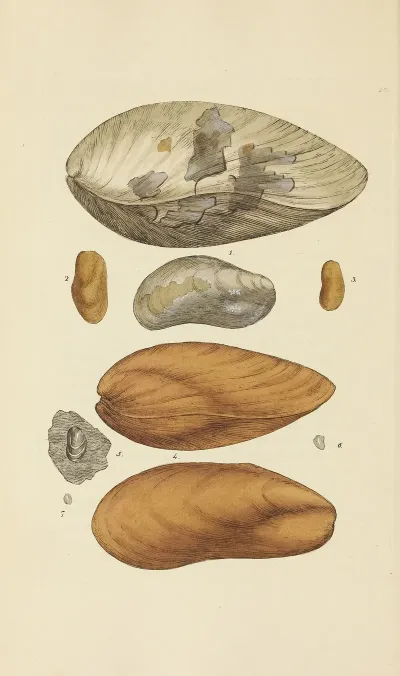 The Mineral Conchology Of Great Britain Pl 402