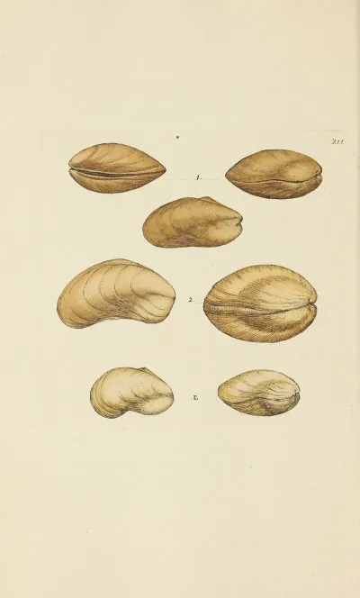 The Mineral Conchology Of Great Britain Pl 403