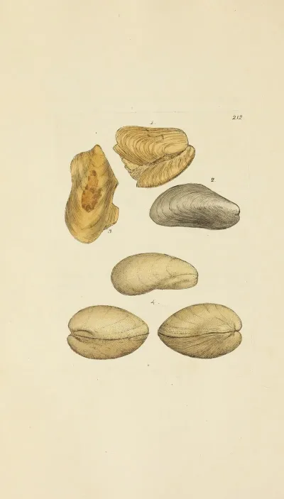 The Mineral Conchology Of Great Britain Pl 404
