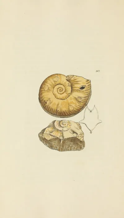 The Mineral Conchology Of Great Britain Pl 405
