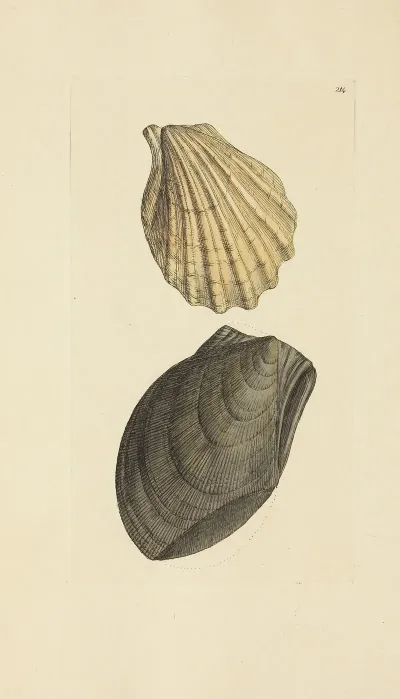 The Mineral Conchology Of Great Britain Pl 406