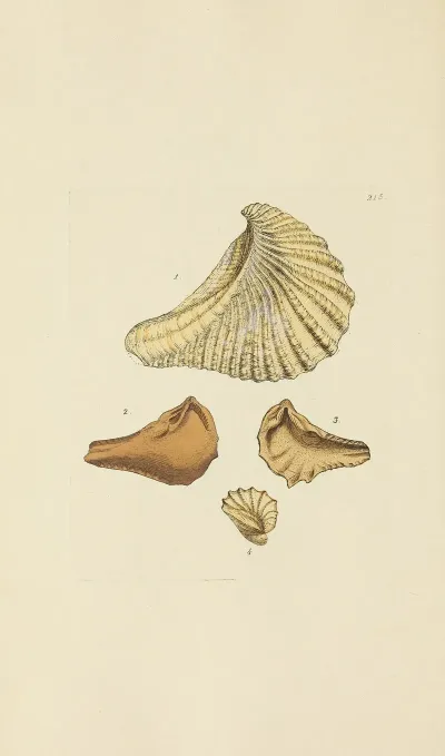 The Mineral Conchology Of Great Britain Pl 407