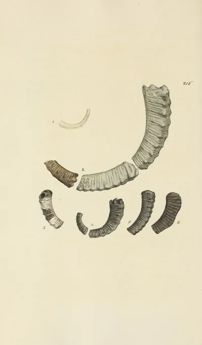 The Mineral Conchology Of Great Britain Pl 408