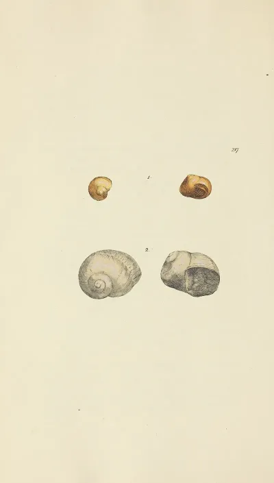 The Mineral Conchology Of Great Britain Pl 409