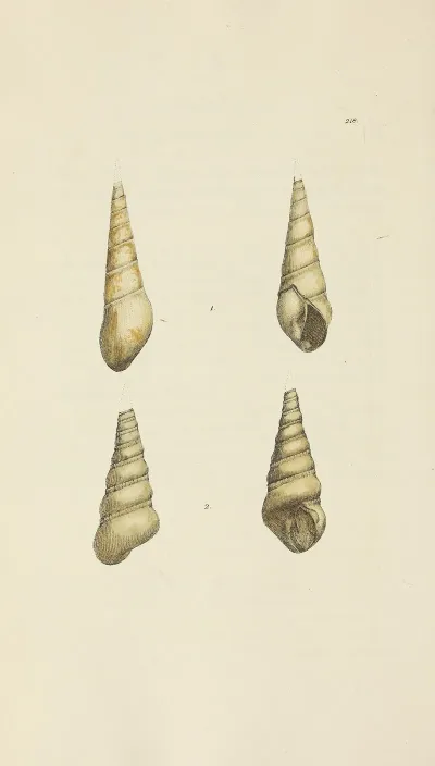 The Mineral Conchology Of Great Britain Pl 410