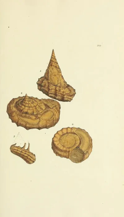 The Mineral Conchology Of Great Britain Pl 411