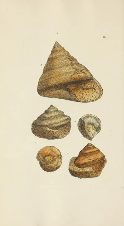 The Mineral Conchology Of Great Britain Pl 412