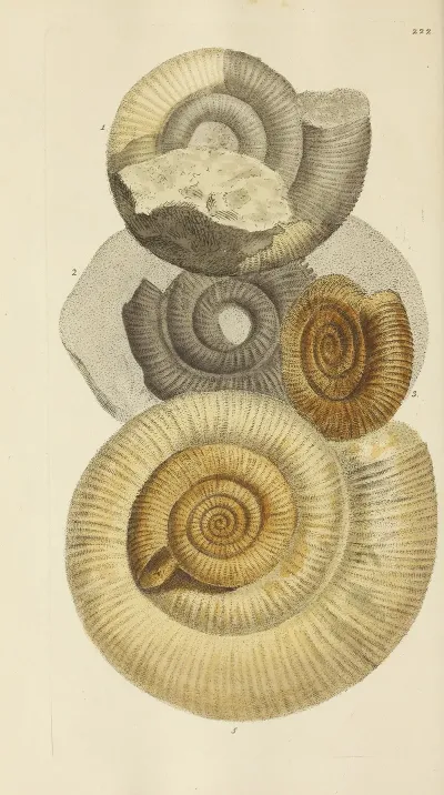The Mineral Conchology Of Great Britain Pl 413
