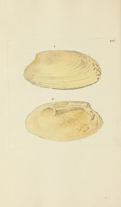 The Mineral Conchology Of Great Britain Pl 414