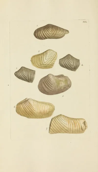 The Mineral Conchology Of Great Britain Pl 415