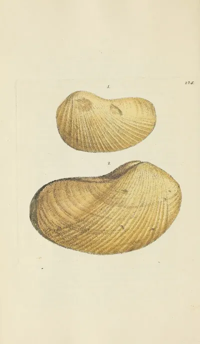 The Mineral Conchology Of Great Britain Pl 416