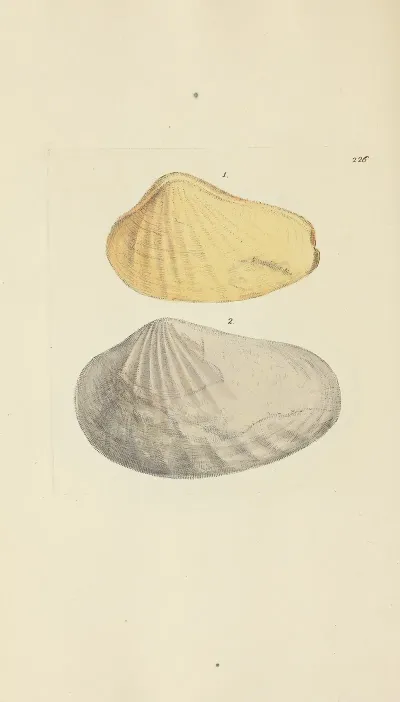 The Mineral Conchology Of Great Britain Pl 417