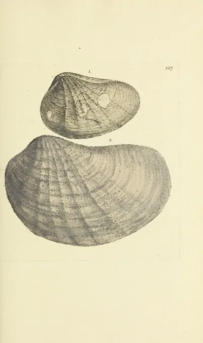 The Mineral Conchology Of Great Britain Pl 418
