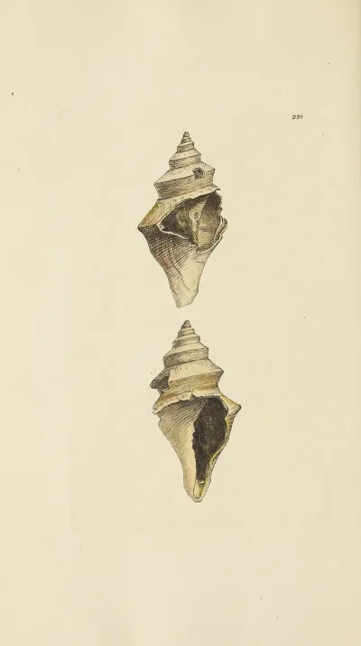 The Mineral Conchology Of Great Britain Pl 419
