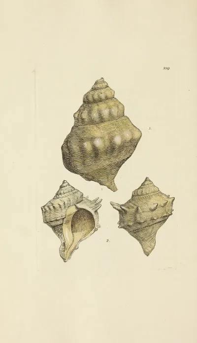 The Mineral Conchology Of Great Britain Pl 420