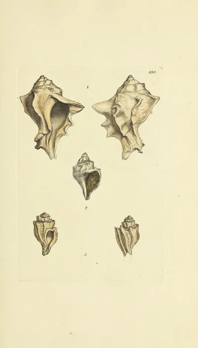 The Mineral Conchology Of Great Britain Pl 421