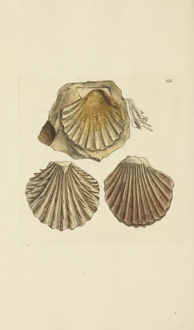 The Mineral Conchology Of Great Britain Pl 422