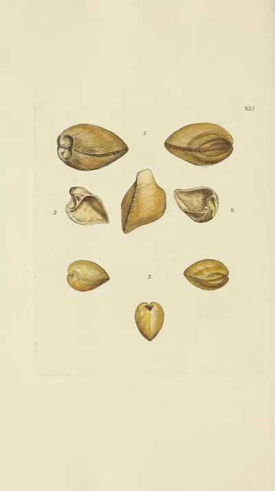 The Mineral Conchology Of Great Britain Pl 423