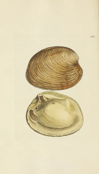 The Mineral Conchology Of Great Britain Pl 424