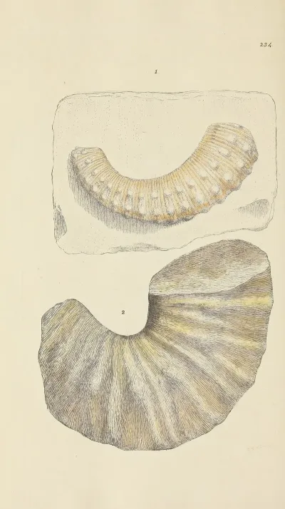 The Mineral Conchology Of Great Britain Pl 425