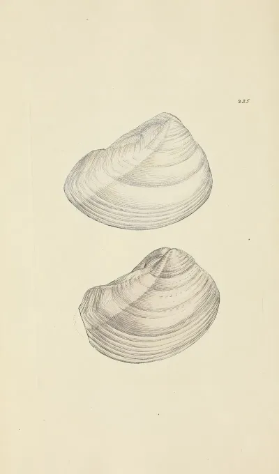 The Mineral Conchology Of Great Britain Pl 426