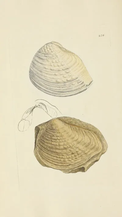 The Mineral Conchology Of Great Britain Pl 427
