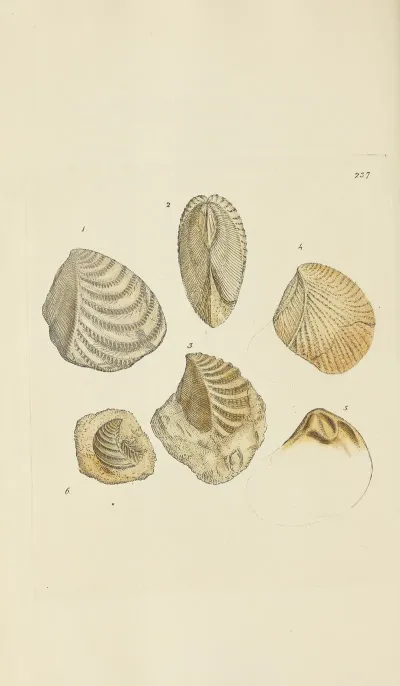 The Mineral Conchology Of Great Britain Pl 428