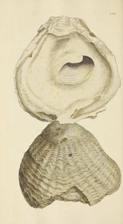 The Mineral Conchology Of Great Britain Pl 429